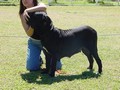 In Memorian - Fila Brasileiro Preto - Canil Singular - Globeleza